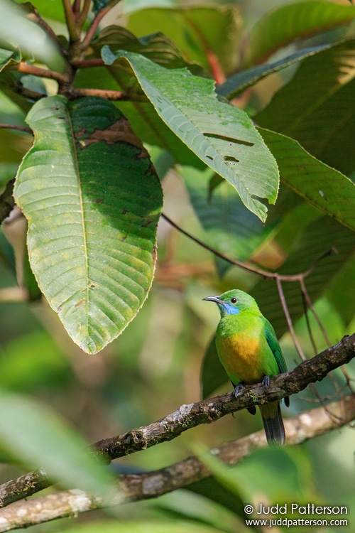 Orange-bellied Leafbird, Doi Inthanon National Park, Chiang Mai, Thailand