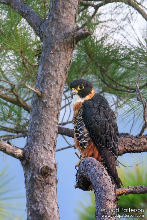 Orange-breasted Falcon, Mountain Pine Ridge Forest Reserve, Belize