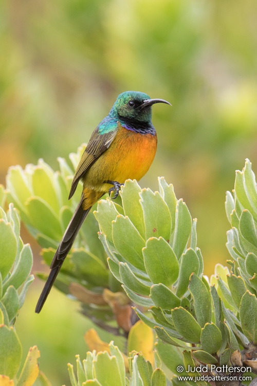 Orange-breasted Sunbird, Western Cape, South Africa