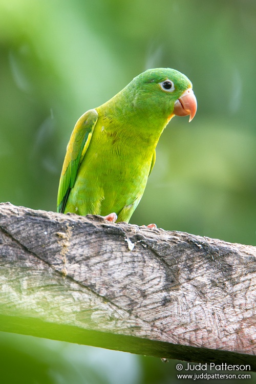 Orange-chinned Parakeet, Laguna del Lagarto Lodge, Alajuela, Costa Rica