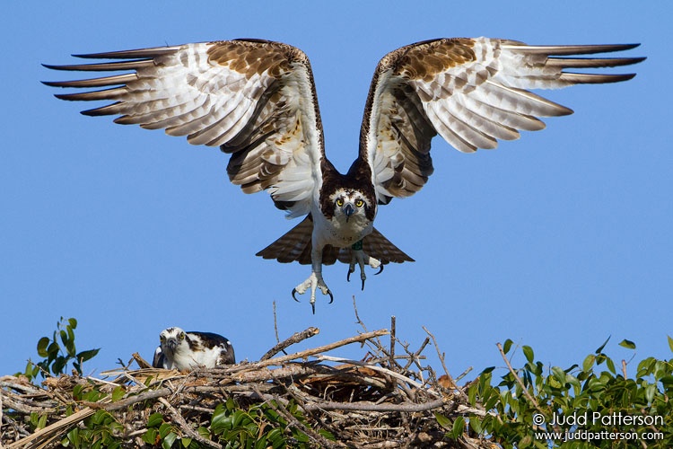 Osprey, Everglades National Park, Florida, United States