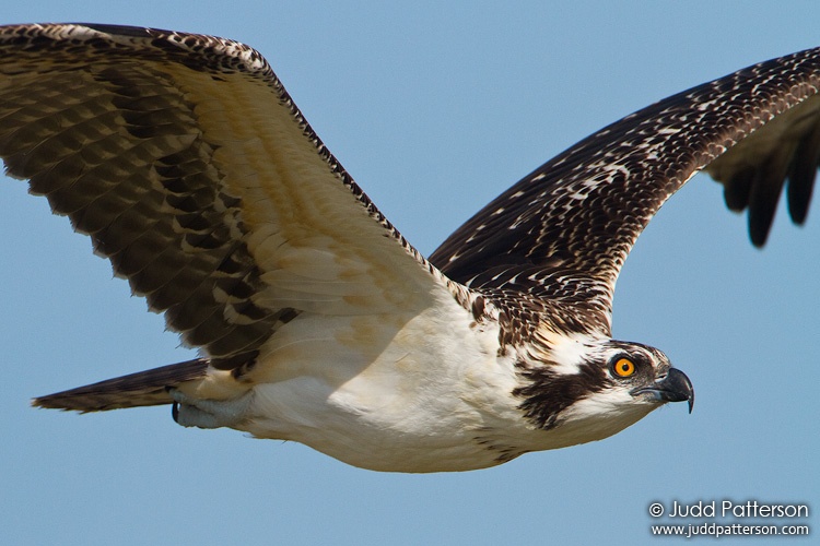 Osprey, Everglades National Park, Florida, United States