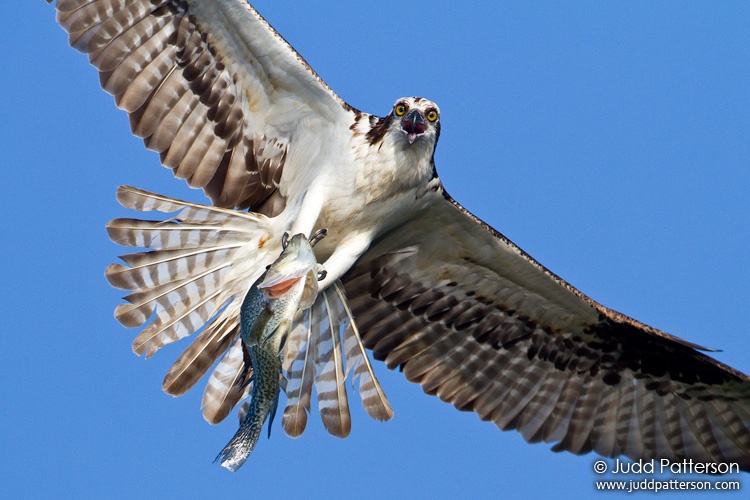 Osprey, Lake Blue Cypress, Florida, United States