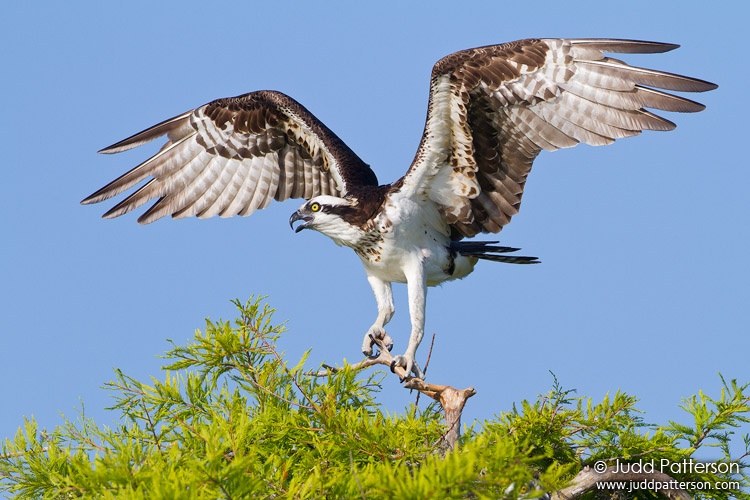 Osprey, Lake Blue Cypress, Florida, United States