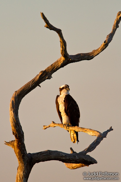 Osprey, Green Cay Wetlands, Florida, United States