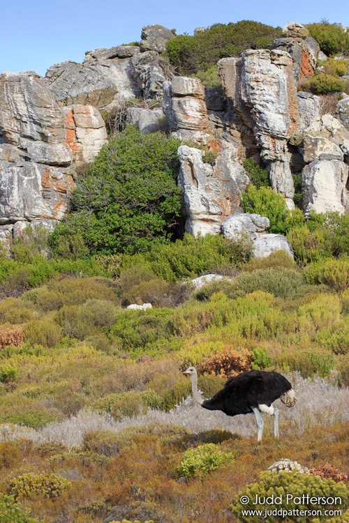 Ostrich, Table Mountain National Park, South Africa