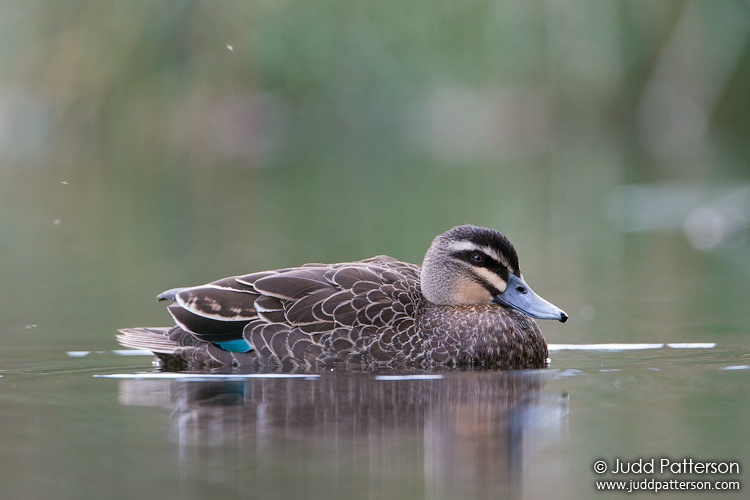Pacific Black Duck, Royal National Park, New South Wales, Australia