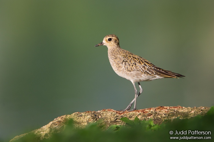 Pacific Golden-Plover, Hawaii, United States