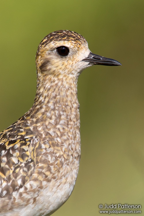 Pacific Golden-Plover, Hawaii, United States