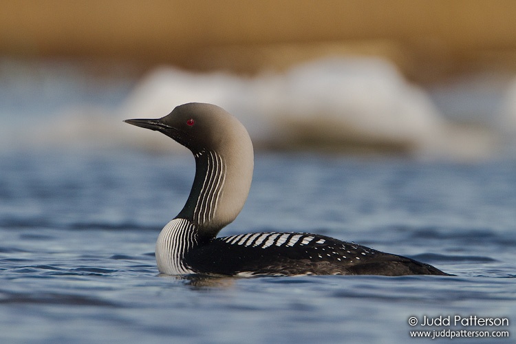 Pacific Loon, Barrow, Alaska, United States