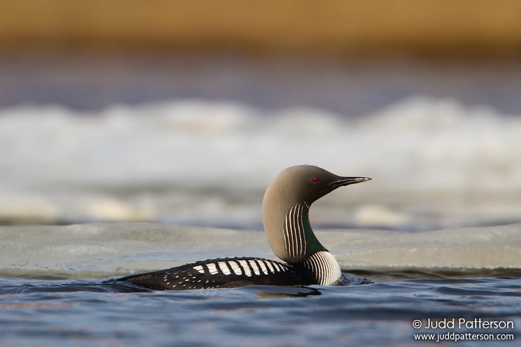 Pacific Loon, Barrow, Alaska, United States