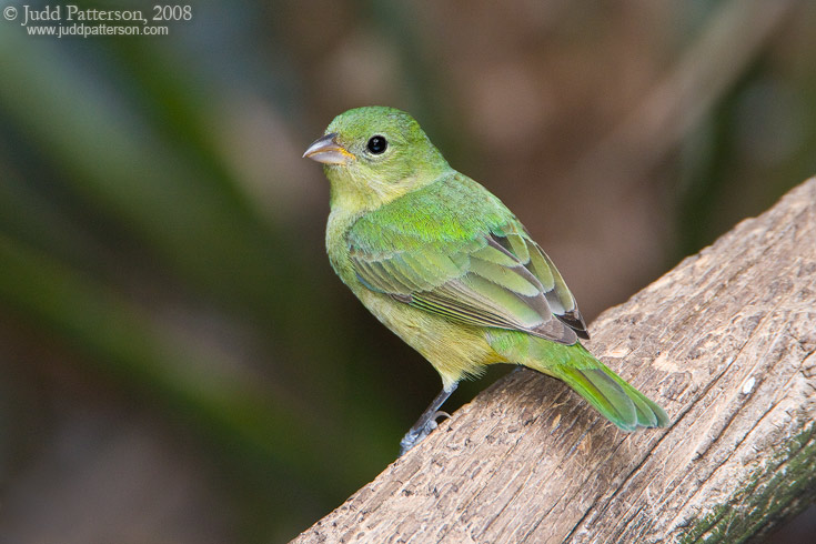 Painted Bunting, Okeeheelee Park, Florida, United States