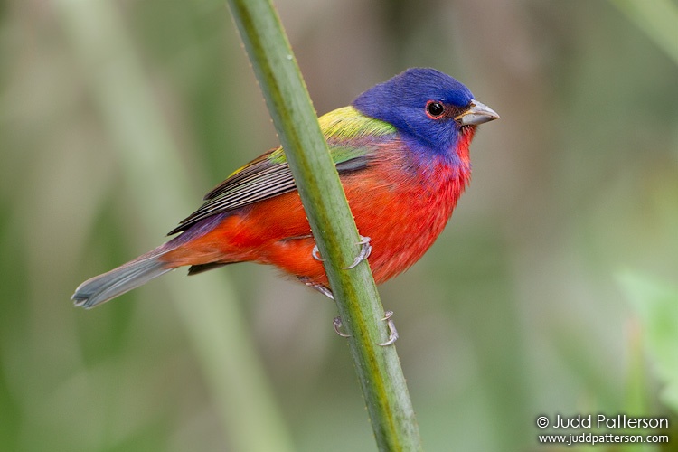 Painted Bunting, Palm Beach County, Florida, United States