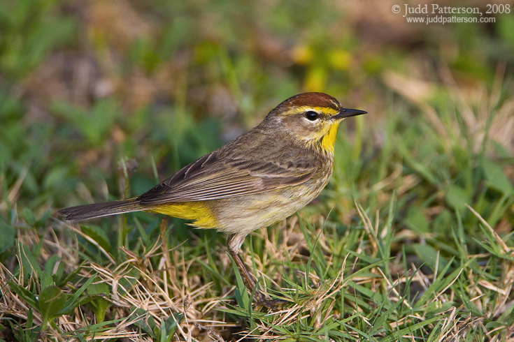 Palm Warbler, Dry Tortugas National Park, Florida, United States