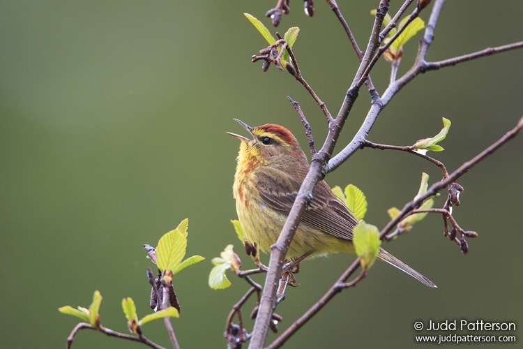 Palm Warbler, Railroad Rd, Maine, United States