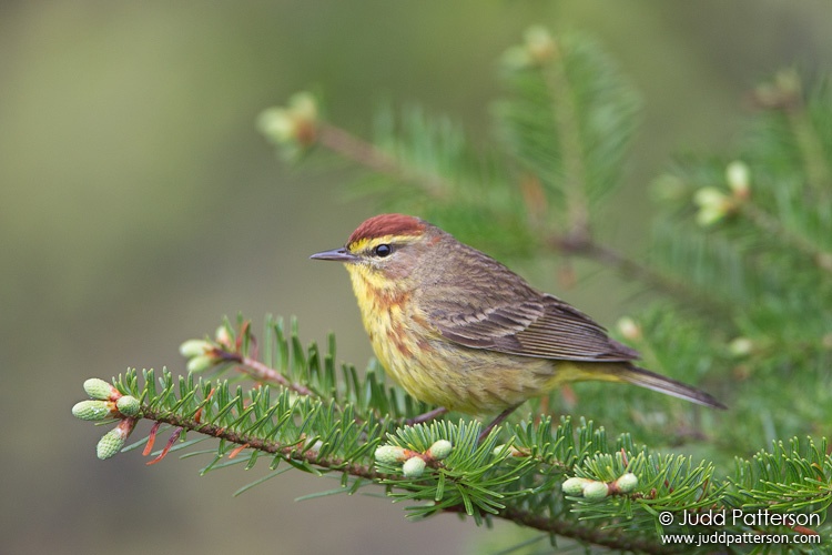 Palm Warbler, Railroad Rd, Maine, United States