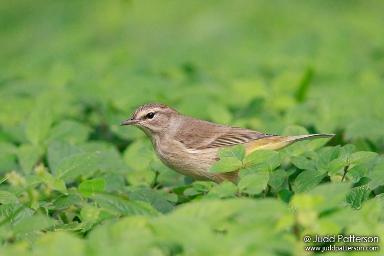 Palm Warbler, A.D. Barnes Park, Miami-Dade County, Florida, United States