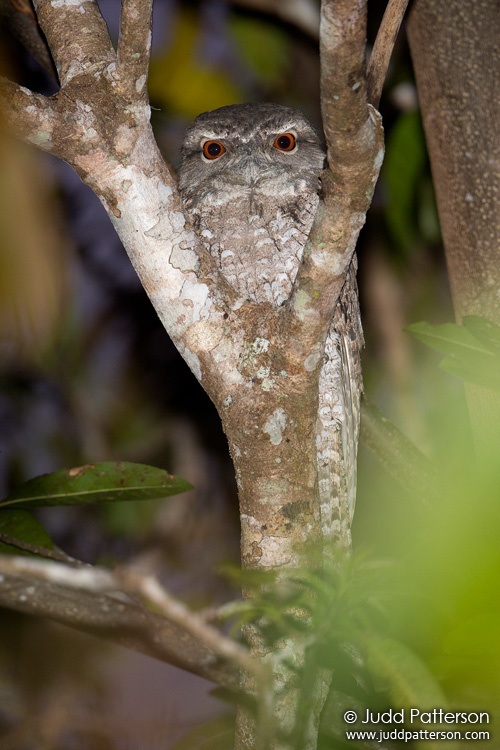Papuan Frogmouth, Kingfisher Park, Queensland, Australia