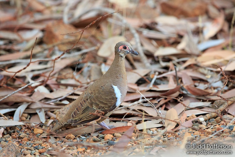 Partridge Pigeon, Kakadu National Park, Northern Territory, Australia