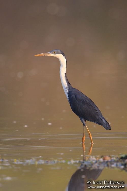 Pied Heron, Mary River National Park, Northern Territory, Australia