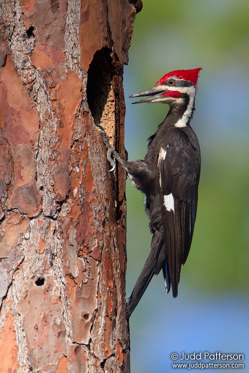 Pileated Woodpecker, Everglades National Park, Florida, United States