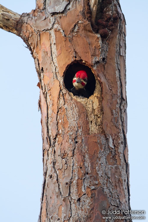 Pileated Woodpecker, Everglades National Park, Miami-Dade County, Florida, United States