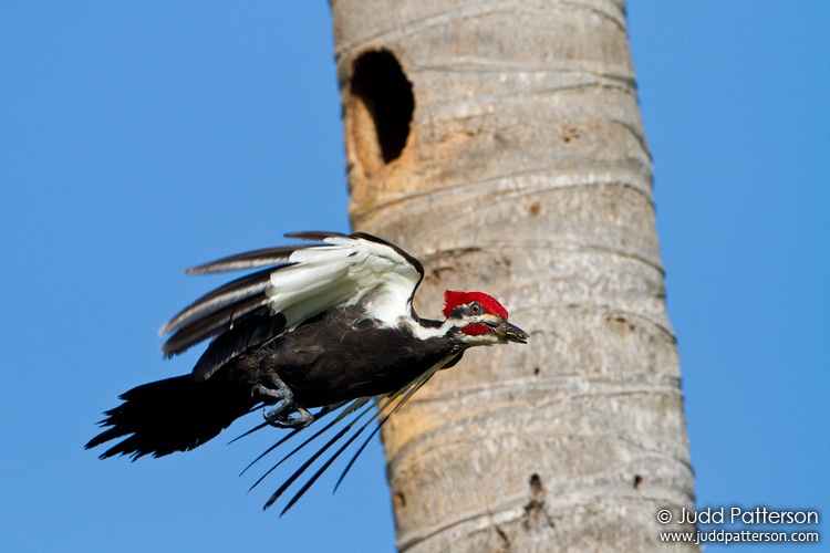 Pileated Woodpecker, Everglades National Park, Florida, United States