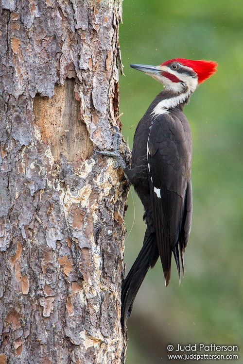 Pileated Woodpecker, Wakodahatchee Wetlands, Palm Beach County, Florida, United States