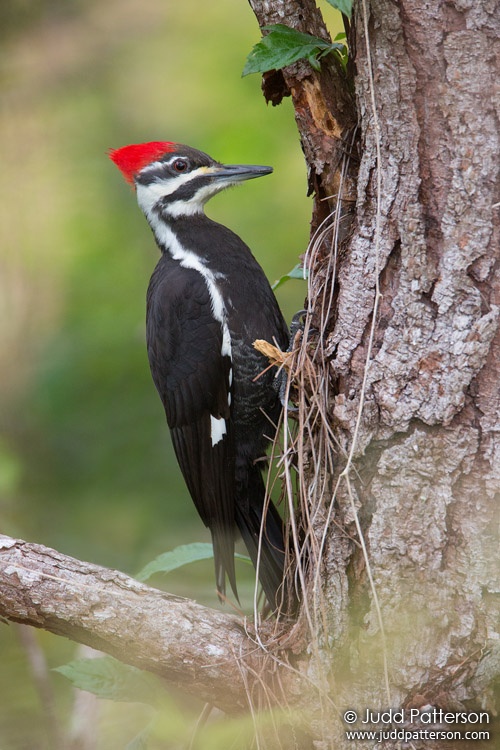 Pileated Woodpecker, Riverbend Park, Florida, United States
