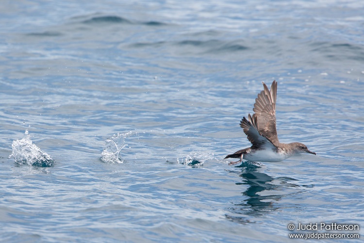 Pink-footed Shearwater, San Diego County, California, United States