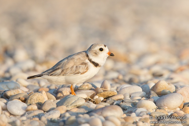 Piping Plover, West Meadow Beach, New York, United States