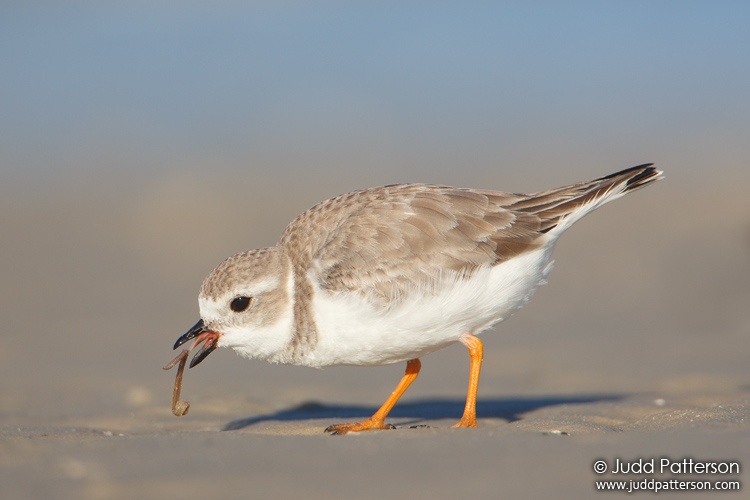 Piping Plover, Bunche Beach, Lee County, Florida, United States