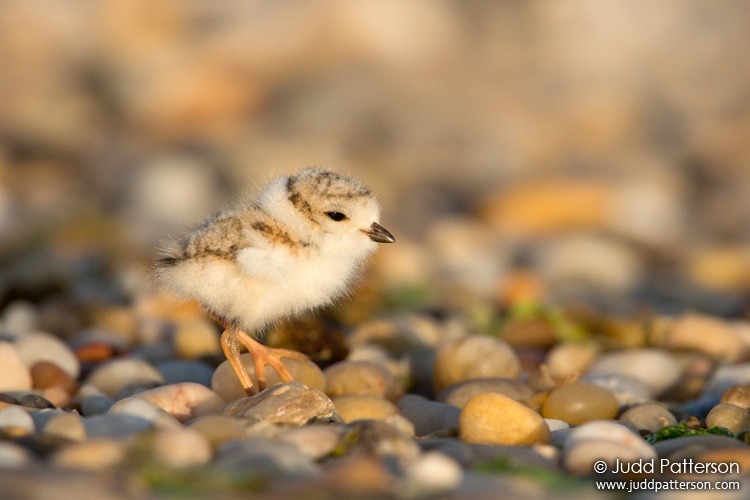 Piping Plover, Suffolk County, New York, United States