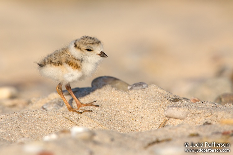 Piping Plover, Suffolk County, New York, United States