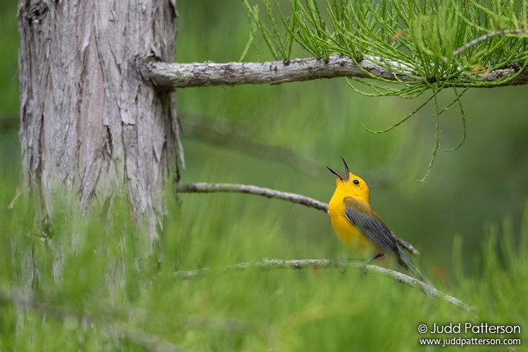 , Apalachicola National Forest, Florida, United States