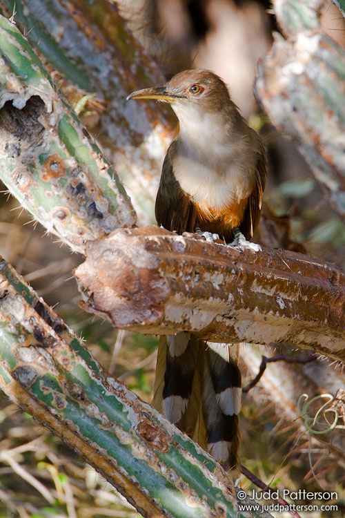 Puerto Rican Lizard-Cuckoo, Guanica State Forest, Puerto Rico, United States