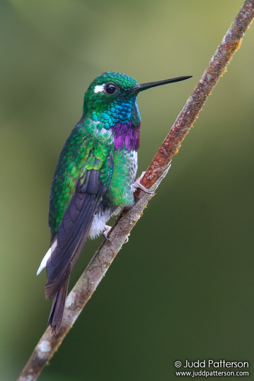 Purple-bibbed Whitetip, Ecuador
