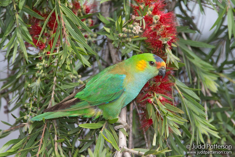 Purple-crowned Lorikeet, Victoria, Australia