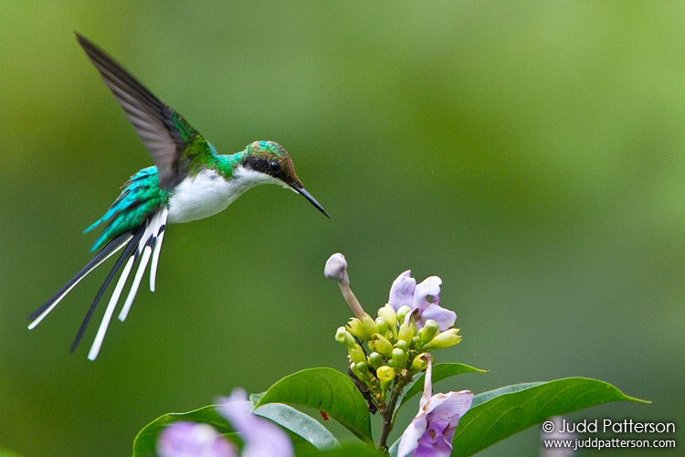 Purple-crowned Fairy, Arenal Observatory Lodge, Alajuela, Costa Rica