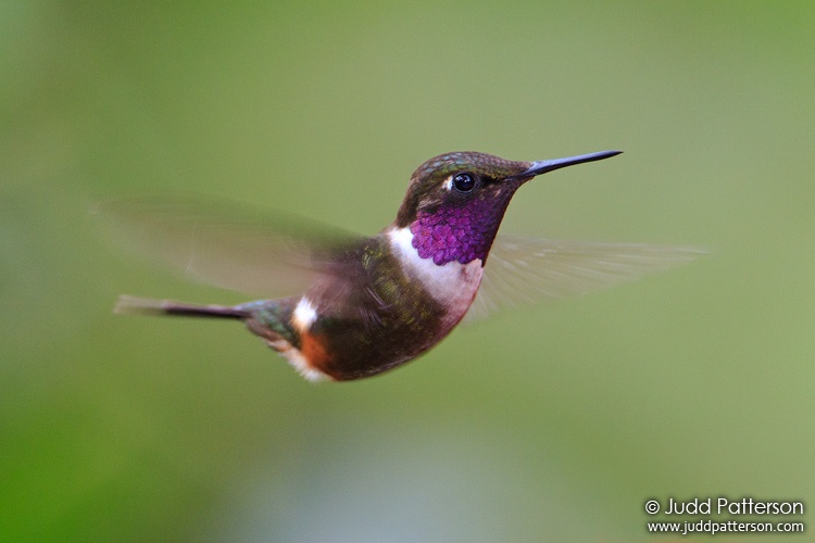 Purple-throated Woodstar, Tandayapa Bird Lodge, Ecuador