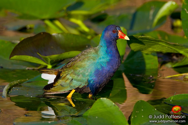 Purple Gallinule, Everglades National Park, Florida, United States