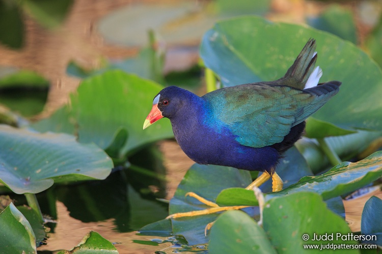 Purple Gallinule, Everglades National Park, Miami-Dade County, Florida, United States