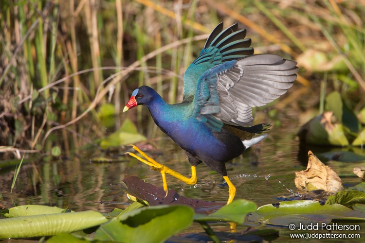 Purple Gallinule, Everglades National Park, Florida, United States