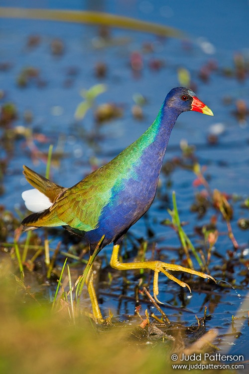 Purple Gallinule, Everglades National Park, Florida, United States