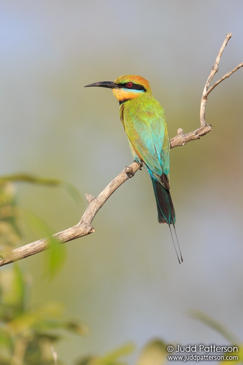 Rainbow Bee-eater, East Point Preserve, Northern Territory, Australia
