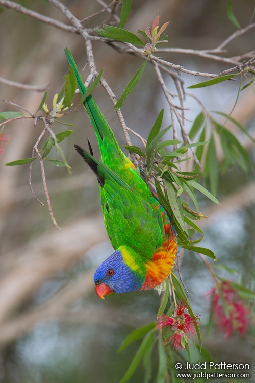 Rainbow Lorikeet, Wollongong Botanic Garden, New South Wales, Australia
