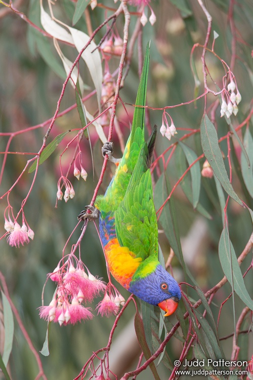 Rainbow Lorikeet, Wollongong Botanic Garden, New South Wales, Australia