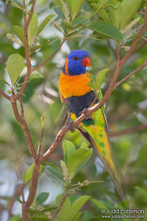 Red-collared Lorikeet, Batchelor Resort, Northern Territory, Australia