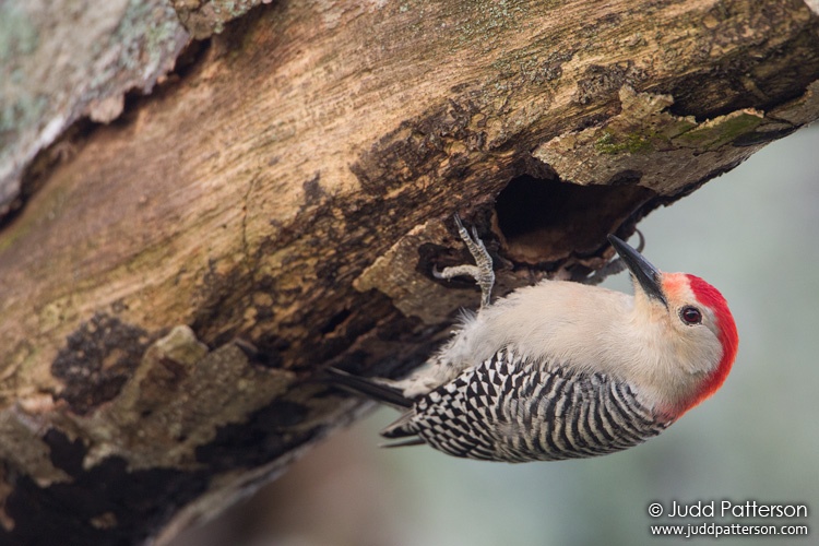 Red-bellied Woodpecker, Everglades National Park, Miami-Dade County, Florida, United States