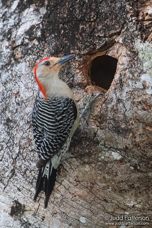 Red-bellied Woodpecker, Broward County, Florida, United States